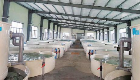 科技賦能農(nóng)業(yè) 工廠化養(yǎng)魚，養(yǎng)出沒有腥味的好魚